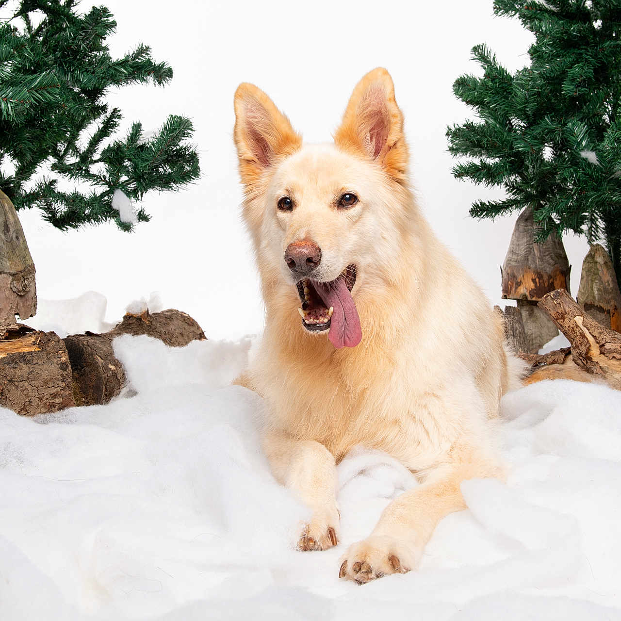 Cai is registered to the contest to win money with this photo: animal, canine, cute, dog, fluffy, forest, fur, greenery, laying_down, log, nature, outdoor, pet, pine_tree, relaxed, snow, tongue_out, white_background, winter, wood
