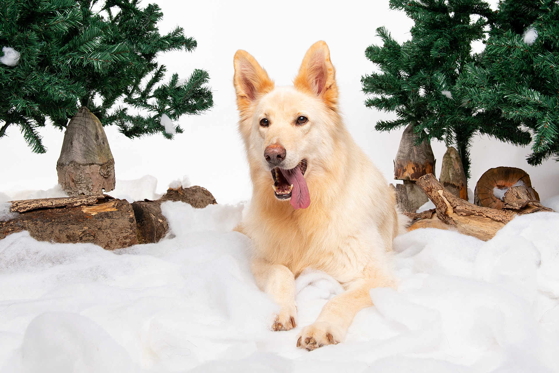 Cai is registered to the contest to win money with this photo: dog, tongue_out, snow, pine_tree, log, winter, pet, animal, fur, outdoor, nature, relaxed, cute, laying_down, forest, canine, fluffy, white_background, greenery, wood