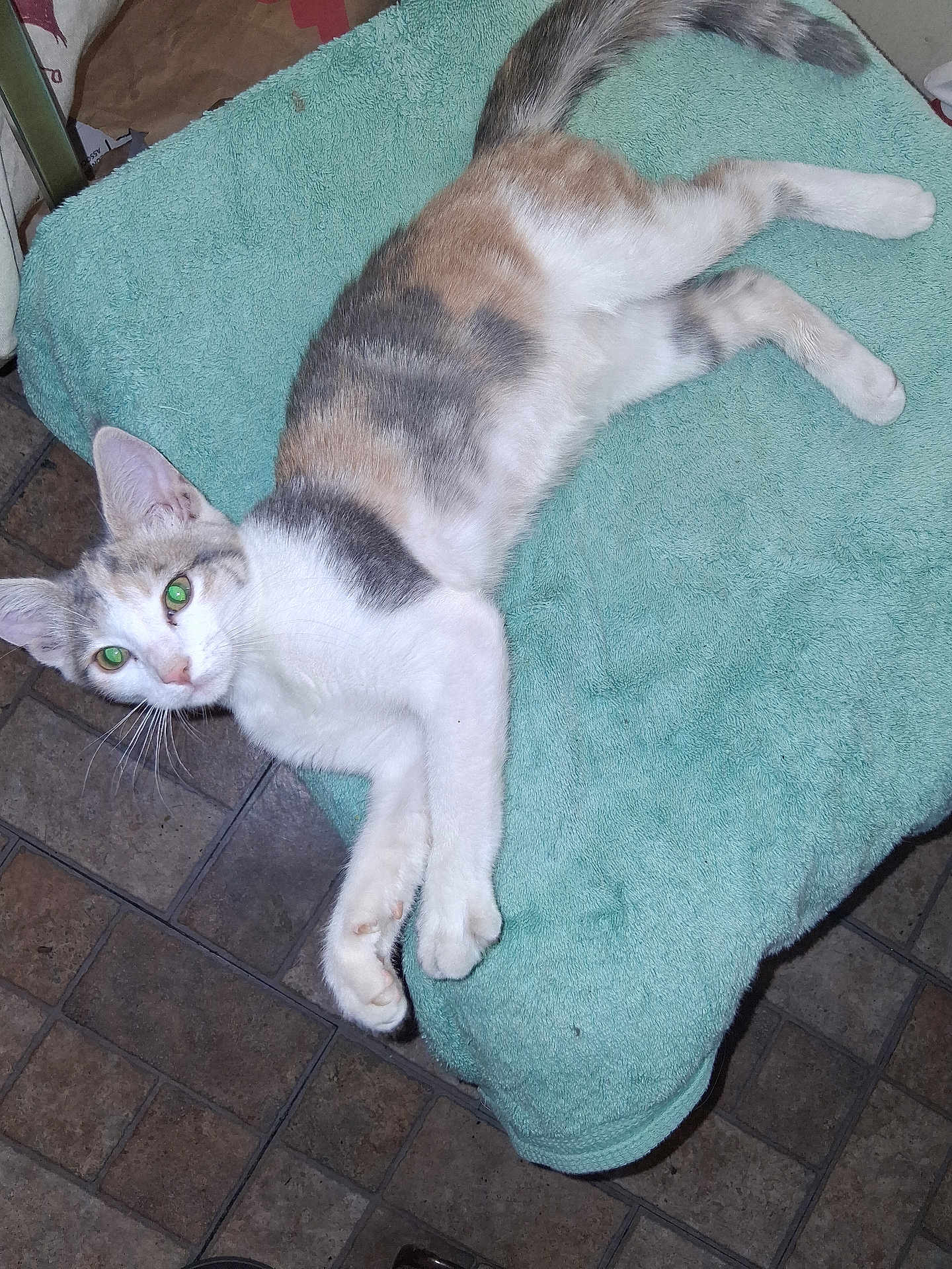 Dixie Rose