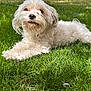 Bella joined the competition — help win amazing prizes! dog, white_dog, fluffy, grass, outdoor, sunlight, pet, animal, lying_down, nature, canine, fur, greenery, relaxing, summer, daylight, closeup, mammal, cute, portrait