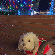 Bella is registered to the contest to win money with this photo: dog, white_dog, bench, night, festive_clothing, holiday_lights, colorful_lights, park, outdoor, wooden_bench, pet, cute, small_dog, christmas_lights, decorations, holiday_season, festive, animal, winter, nighttime