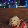 dog, white_dog, bench, night, festive_clothing, holiday_lights, colorful_lights, park, outdoor, wooden_bench, pet, cute, small_dog, christmas_lights, decorations, holiday_season, festive, animal, winter, nighttime
