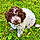 Pacco