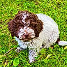 Pacco a rejoint le concours — aidez-le/la à gagner de superbes lots ! puppy, dog, grass, greenery, outdoor, curly_fur, brown_and_white, cute, pet, animal, young_dog, nature, grass_blades, leaf, sitting, fur_texture, adorable, eyes, fluffy, canine