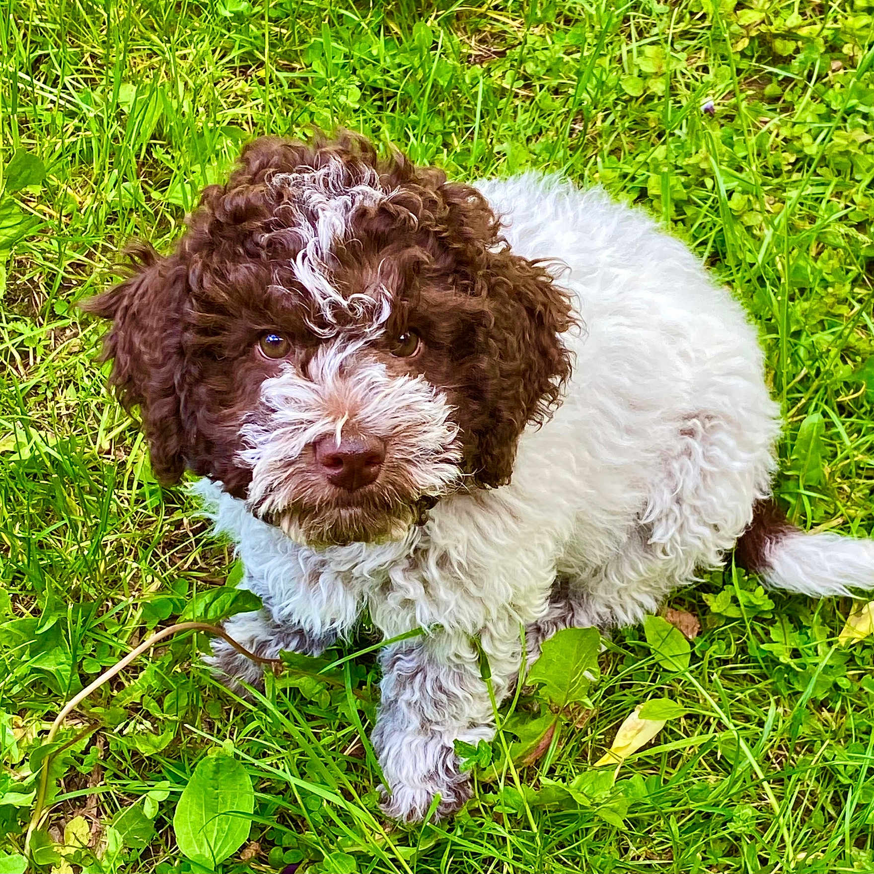 Pacco a rejoint le concours — aidez-le/la à gagner de superbes lots ! puppy, dog, grass, greenery, outdoor, curly_fur, brown_and_white, cute, pet, animal, young_dog, nature, grass_blades, leaf, sitting, fur_texture, adorable, eyes, fluffy, canine