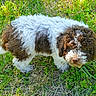 puppy, dog, grass, outdoor, curly_hair, brown, white, pet, cute, animal, young, nature, green, fur, looking_up, playful, summer, adorable, canine, small