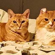 Spike And Princess is registered to the contest to win money with this photo: cat, orange_cat, tabby, two_cats, feline, pet, indoor, bed, blanket, cozy, lounging, fur, whiskers, paws, looking_at_camera, portrait, pair, domestic_cat, loaf, relaxed