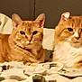 cat, orange_cat, tabby, two_cats, feline, pet, indoor, bed, blanket, cozy, lounging, fur, whiskers, paws, looking_at_camera, portrait, pair, domestic_cat, loaf, relaxed