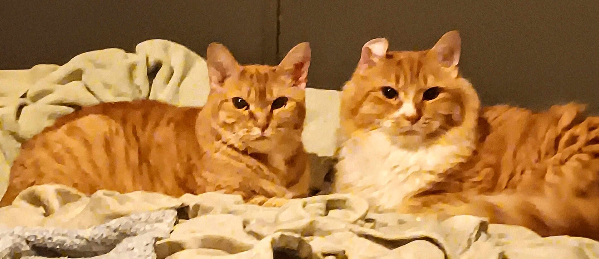 Spike And Princess is registered to the contest to win money with this photo: cat, orange_cat, tabby, two_cats, feline, pet, indoor, bed, blanket, cozy, lounging, fur, whiskers, paws, looking_at_camera, portrait, pair, domestic_cat, loaf, relaxed