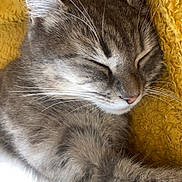 Minoushka participe au concours pour gagner de l'argent avec cette photo : cat, gray_tabby, sleeping, close_up, whiskers, fur, cozy, blanket, yellow, texture, relaxation, pet, animal, indoor, resting, peaceful, cute, soft, feline, nap