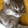 cat, gray_tabby, sleeping, close_up, whiskers, fur, cozy, blanket, yellow, texture, relaxation, pet, animal, indoor, resting, peaceful, cute, soft, feline, nap