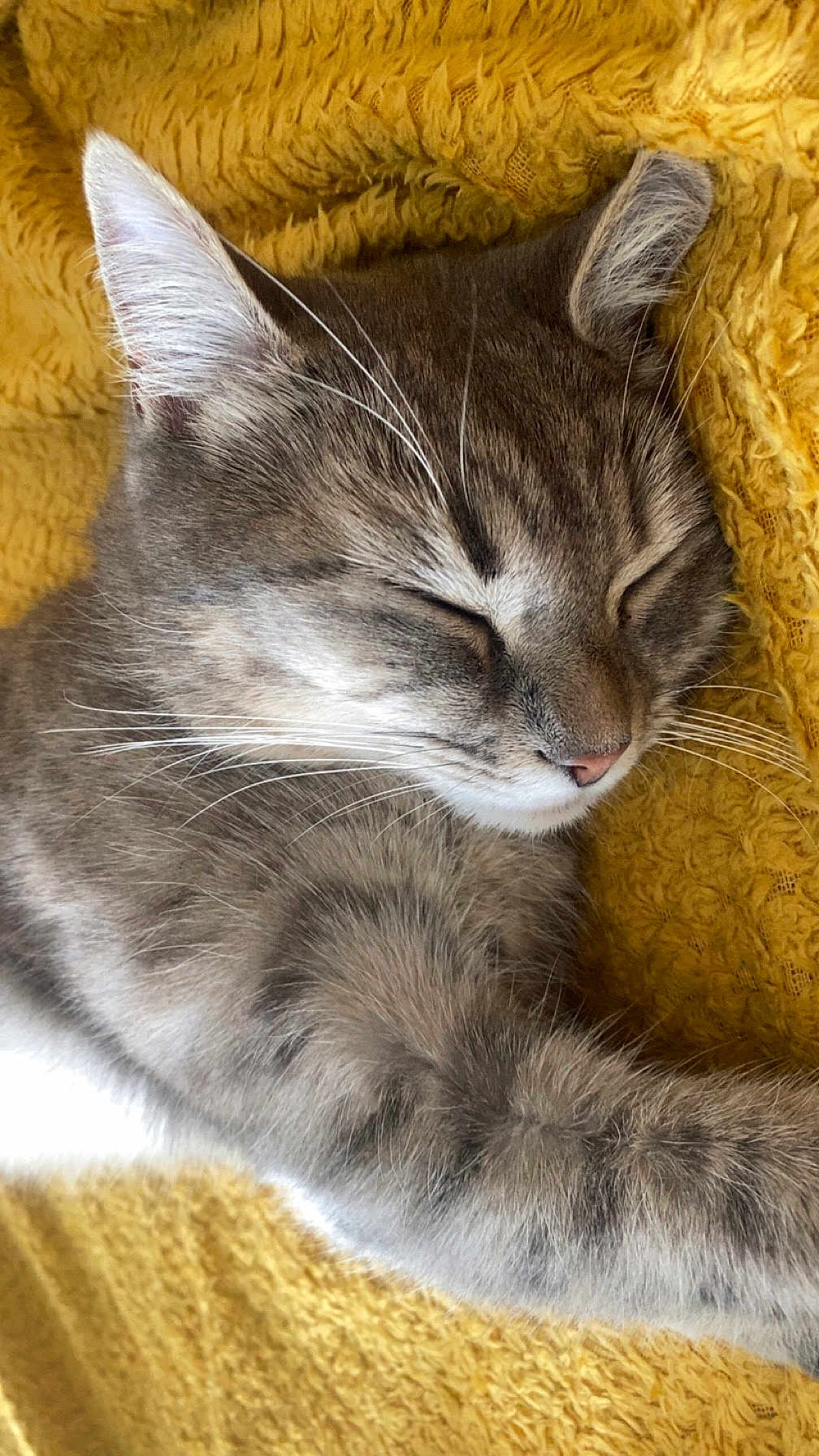 Minoushka participe au concours pour gagner de l'argent avec cette photo : cat, gray_tabby, sleeping, close_up, whiskers, fur, cozy, blanket, yellow, texture, relaxation, pet, animal, indoor, resting, peaceful, cute, soft, feline, nap