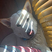 Moonshine joined the competition — help win amazing prizes! dog, white_dog, indoor, sunlight, window_blinds, plaid_blanket, resting, pet, animal, closeup, light_and_shadow, collar, ears, snout, fur, comfort, relaxation, domestic, portrait, striped_light