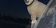 Moonshine is registered to the contest to win money with this photo: alert, animal, car, collar, dark_sky, dog, dusty, ears, flash, muzzle, nature, night, outdoor, pet, reflection, side_view, silhouette, standing, vehicle, white_dog