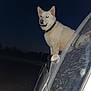 dog, white_dog, vehicle, car, night, dark_sky, outdoor, flash, reflection, dusty, animal, pet, ears, collar, side_view, silhouette, nature, standing, alert, muzzle