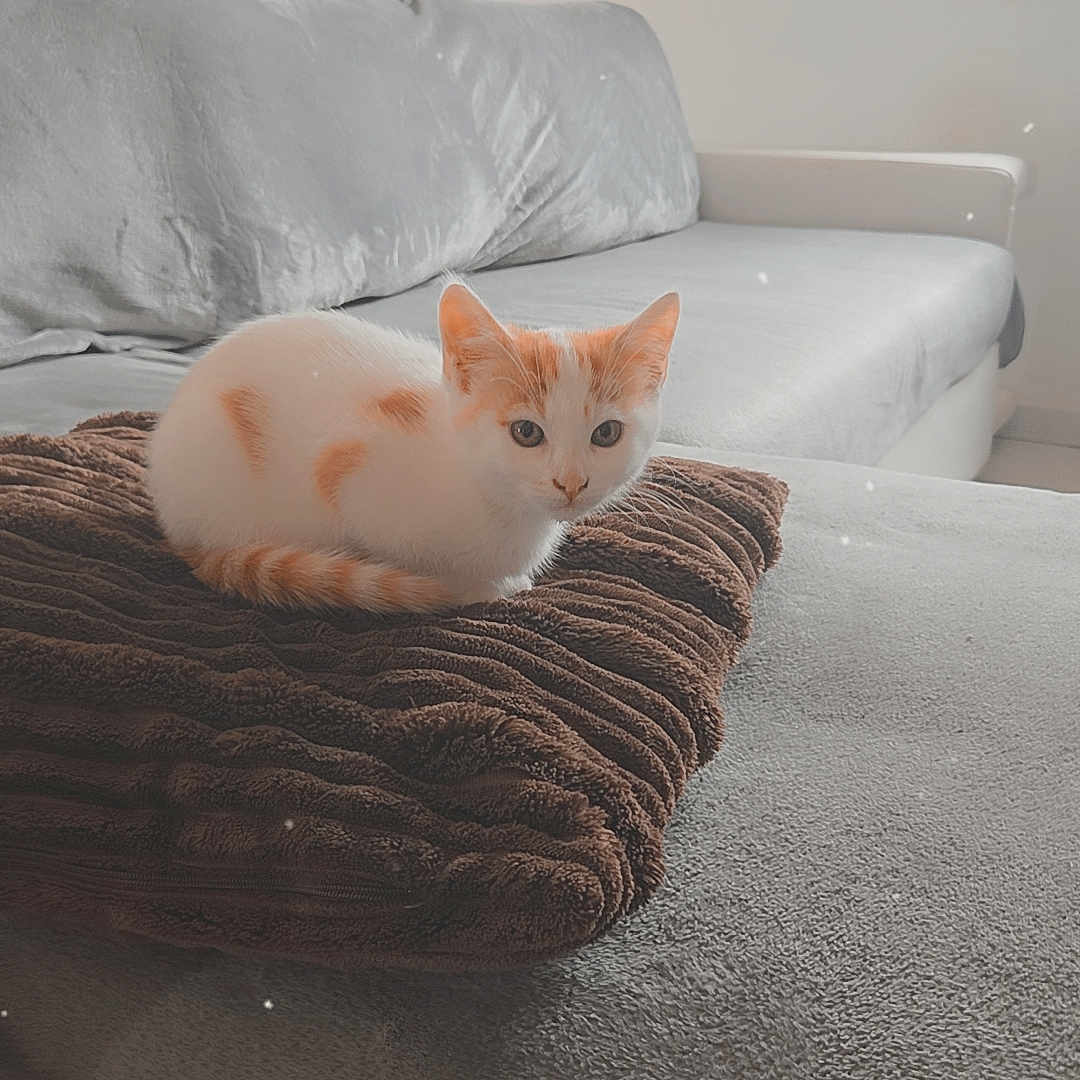 Nala