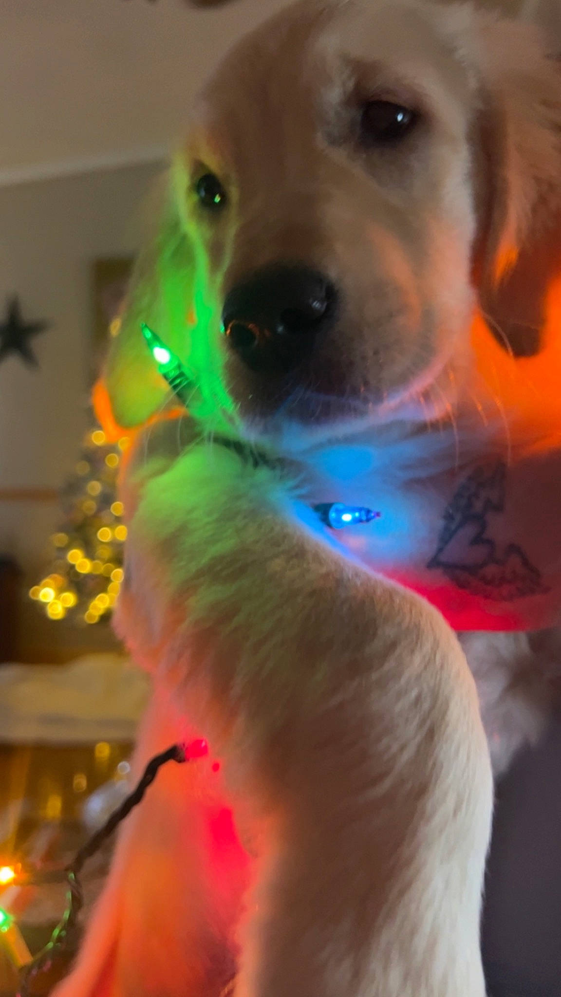 Oakley May is registered to the contest to win money with this photo: canidae, carnivore, christmas, christmas_ornament, collar, companion_dog, dog, dog_breed, dog_collar, ear, electric_blue, event, fawn, fur, holiday, mammal, snout, sporting_group, toy, whiskers