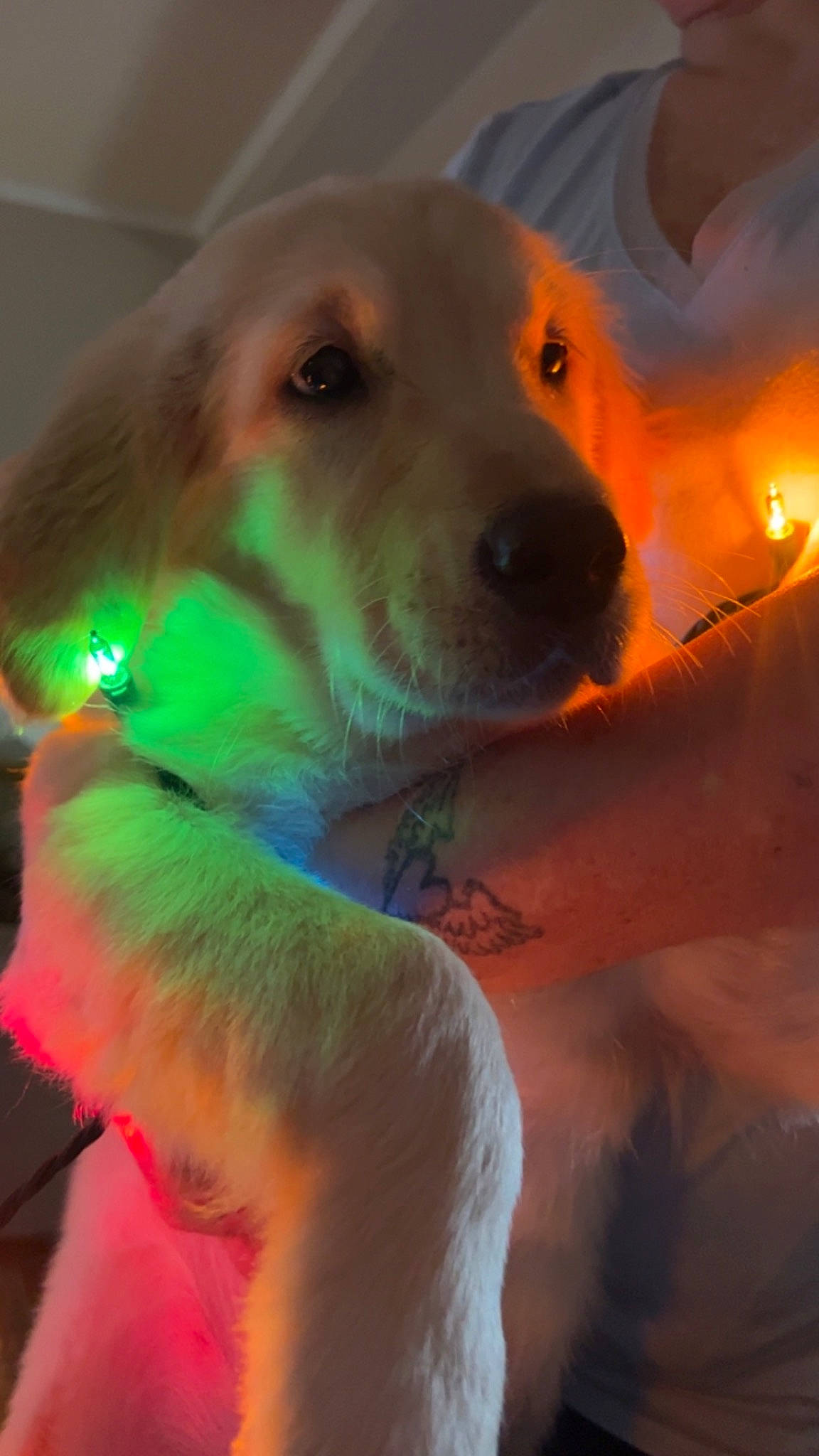 Oakley May is registered to the contest to win money with this photo: canidae, carnivore, collar, companion_dog, dog, dog_breed, dog_collar, dog_supply, fawn, fun, fur, pet_supply, pomeranian, retriever, smile, snout, sporting_group, tail, whiskers, working_dog