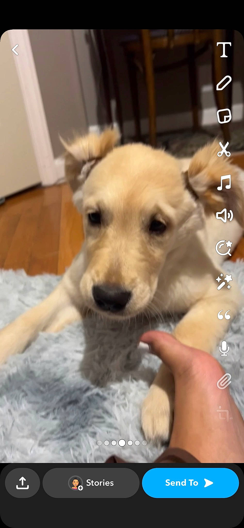 Oakley May is registered to the contest to win money with this photo: canidae, carnivore, collar, companion_dog, dog, dog_breed, dog_collar, dog_supply, fawn, flooring, font, fur, happy, paw, photo_caption, snout, sporting_group, terrier, whiskers, working_animal