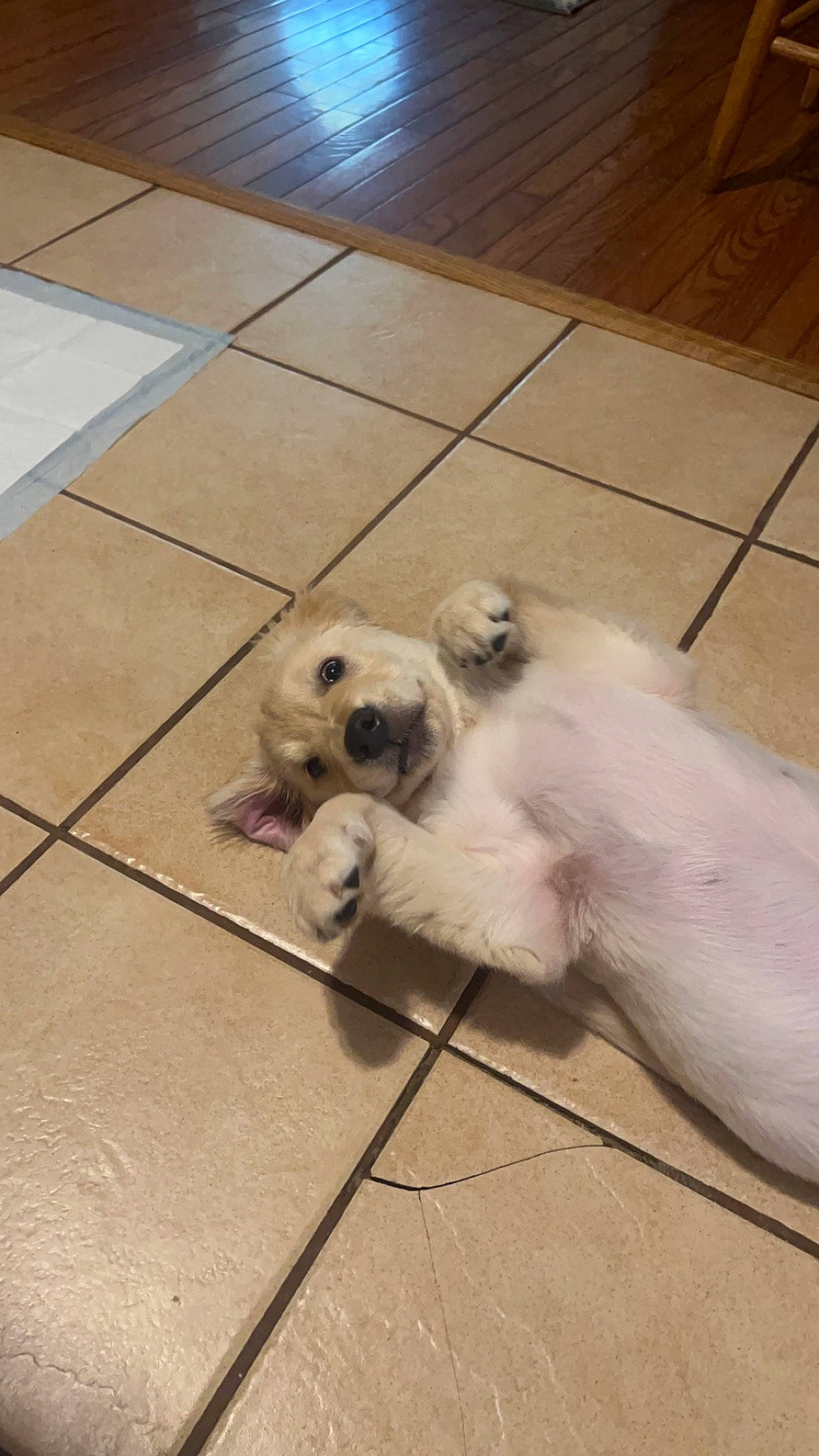 Oakley May joined the competition — help win amazing prizes! canidae, carnivore, companion_dog, dog, dog_breed, fawn, floor, flooring, fur, hardwood, paw, snout, sporting_group, tail, terrestrial_animal, tile_flooring, toy_dog, whiskers, wood, working_animal