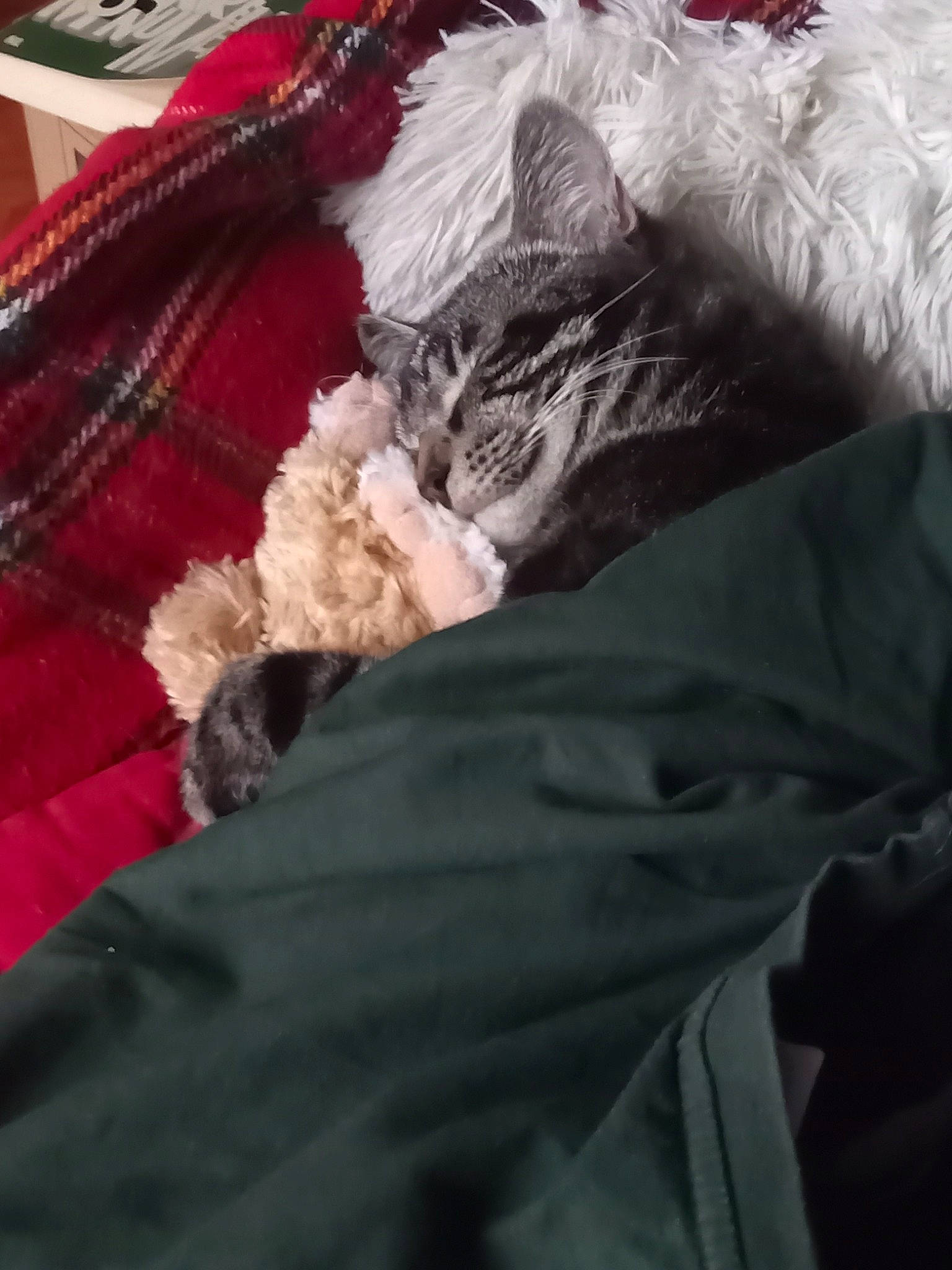 Dewey a rejoint le concours — aidez-le/la à gagner de superbes lots ! bed_sheet, bedding, blanket, canidae, carmine, carnivore, cat, claw, comfort, domestic_short_haired_cat, felidae, fur, grey, linens, nap, paw, sleep, small_to_medium_sized_cats, tail, whiskers