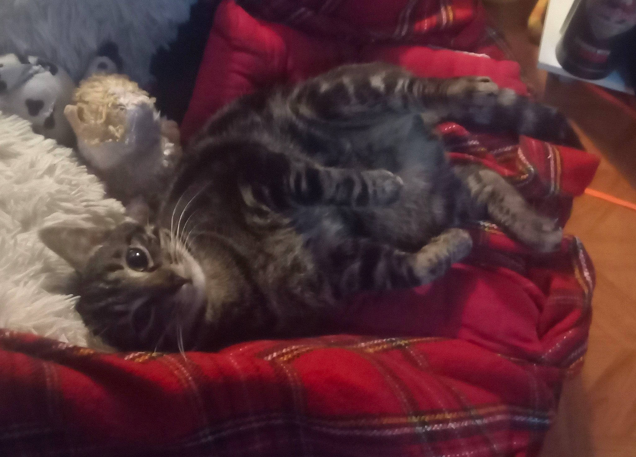 Dewey participe au concours pour gagner de l'argent avec cette photo : black_cat, canidae, carmine, carnivore, cat, claw, comfort, companion_dog, couch, dog_breed, domestic_short_haired_cat, felidae, fur, nap, paw, small_to_medium_sized_cats, sporting_group, tail, textile, whiskers