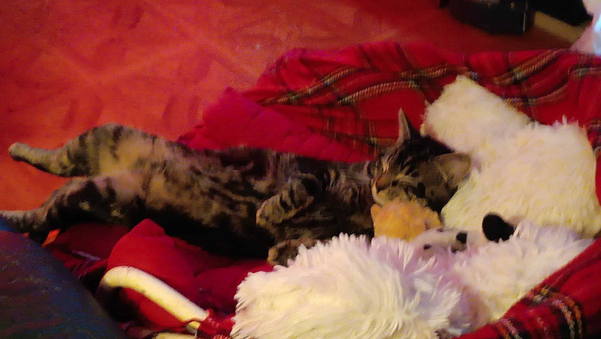 Dewey participe au concours pour gagner de l'argent avec cette photo : bed, canidae, carmine, claw, comfort, companion_dog, dog_breed, fawn, felidae, fur, linens, nap, pattern, paw, room, small_to_medium_sized_cats, tail, toy, whiskers, wool