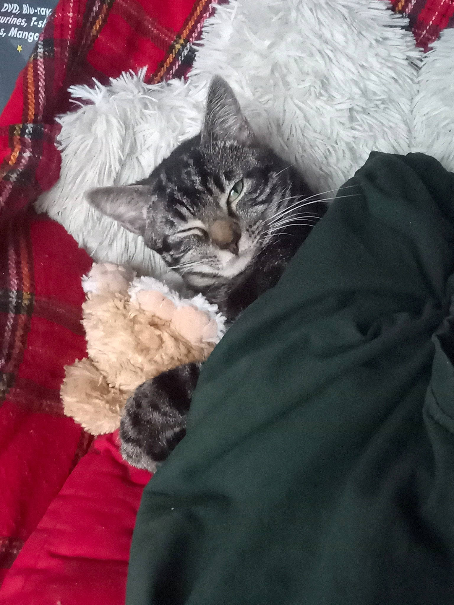 Dewey a rejoint le concours — aidez-le/la à gagner de superbes lots ! bed_sheet, bedding, carnivore, cat, claw, comfort, domestic_short_haired_cat, felidae, fur, grey, linens, nap, pattern, paw, plaid, small_to_medium_sized_cats, tail, tartan, textile, whiskers