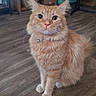 animal, bell, box, cat, collar, curious, domestic_cat, ears, eyes, flooring, fluffy, furniture, indoor, orange_cat, pet, pet_bed, sitting, tabby, whiskers, wooden_floor