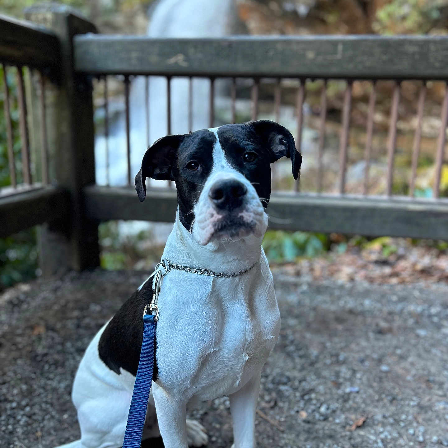Lyric joined the competition — help win amazing prizes! accessories, animal, boxer, bulldog, canine, dog, fence, handrail, hound, leash, outdoors, path, pet, plant, pointer, puppy, slate, strap, tree, vegetation