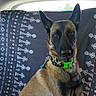 alert, animal, belgian_malinois, black_mask, brown_fur, canine, car, collar, companion, dog, ears, green_collar, indoor, looking_at_camera, patterned_blanket, pet, portrait, sitting, travel, vehicle