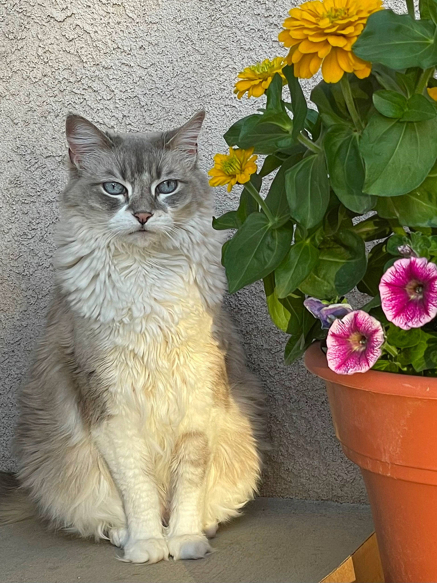 Little Miss Texas is registered to the contest to win money with this photo: annual_plant, carnivore, cat, domestic_short_haired_cat, felidae, flower, flowering_plant, flowerpot, fur, groundcover, herbaceous_plant, houseplant, petal, plant, small_to_medium_sized_cats, snout, tail, terrestrial_animal, whiskers, window