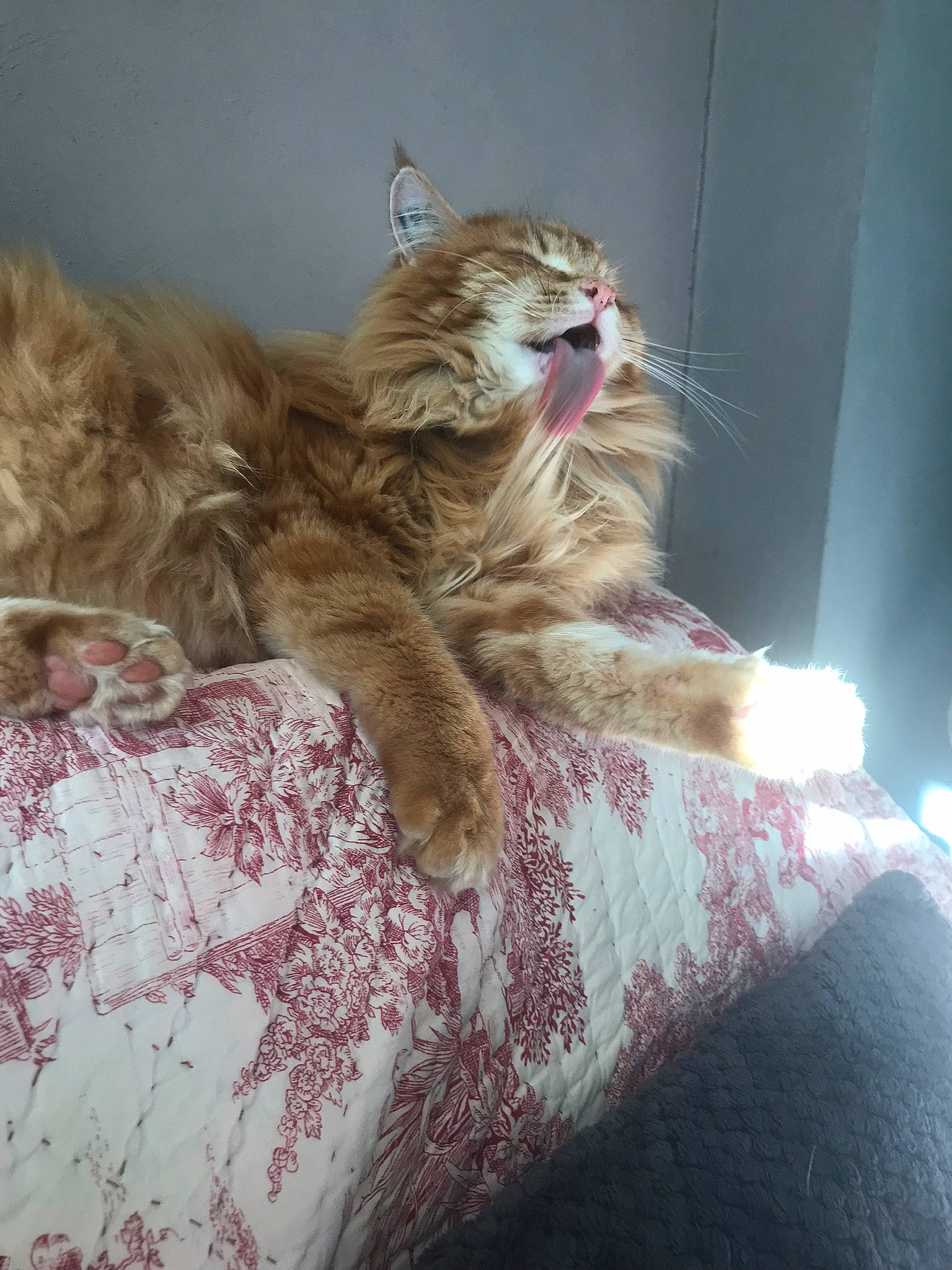 Lucifer a rejoint le concours — aidez-le/la à gagner de superbes lots ! bed, bedding, carnivore, cat, claw, comfort, domestic_short_haired_cat, fawn, felidae, fur, human_leg, linens, paw, small_to_medium_sized_cats, snout, tail, terrestrial_animal, tree, whiskers, window