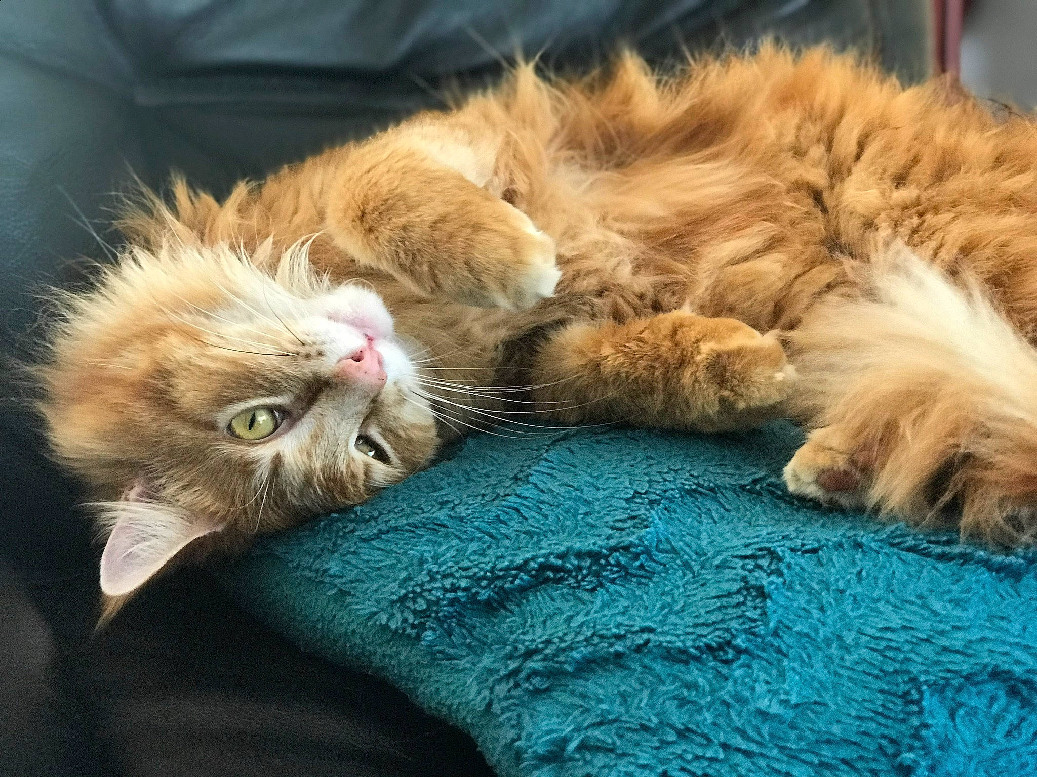 Lucifer a rejoint le concours — aidez-le/la à gagner de superbes lots ! bed, carnivore, cat, claw, close_up, comfort, domestic_short_haired_cat, ear, eye, fawn, felidae, fur, gesture, nap, paw, small_to_medium_sized_cats, snout, tail, terrestrial_animal, whiskers