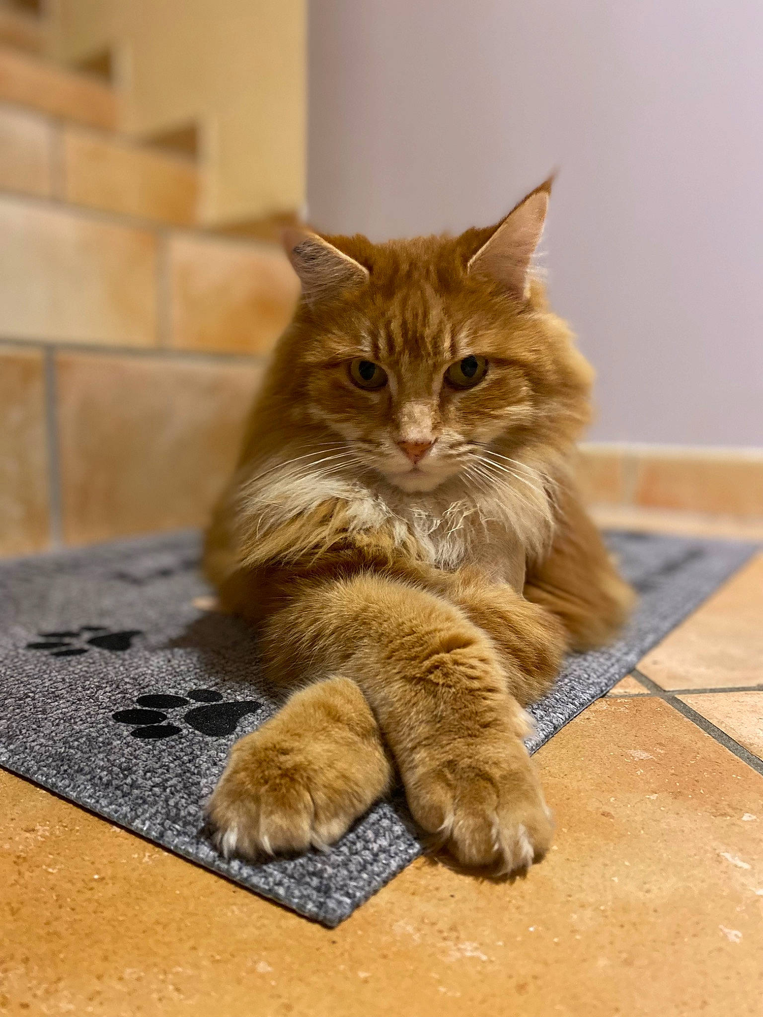 Lucifer participe au concours pour gagner de l'argent avec cette photo : carnivore, cat, claw, domestic_short_haired_cat, fawn, felidae, flooring, fur, hardwood, paw, road_surface, sitting, small_to_medium_sized_cats, snout, tail, terrestrial_animal, whiskers, window, wood