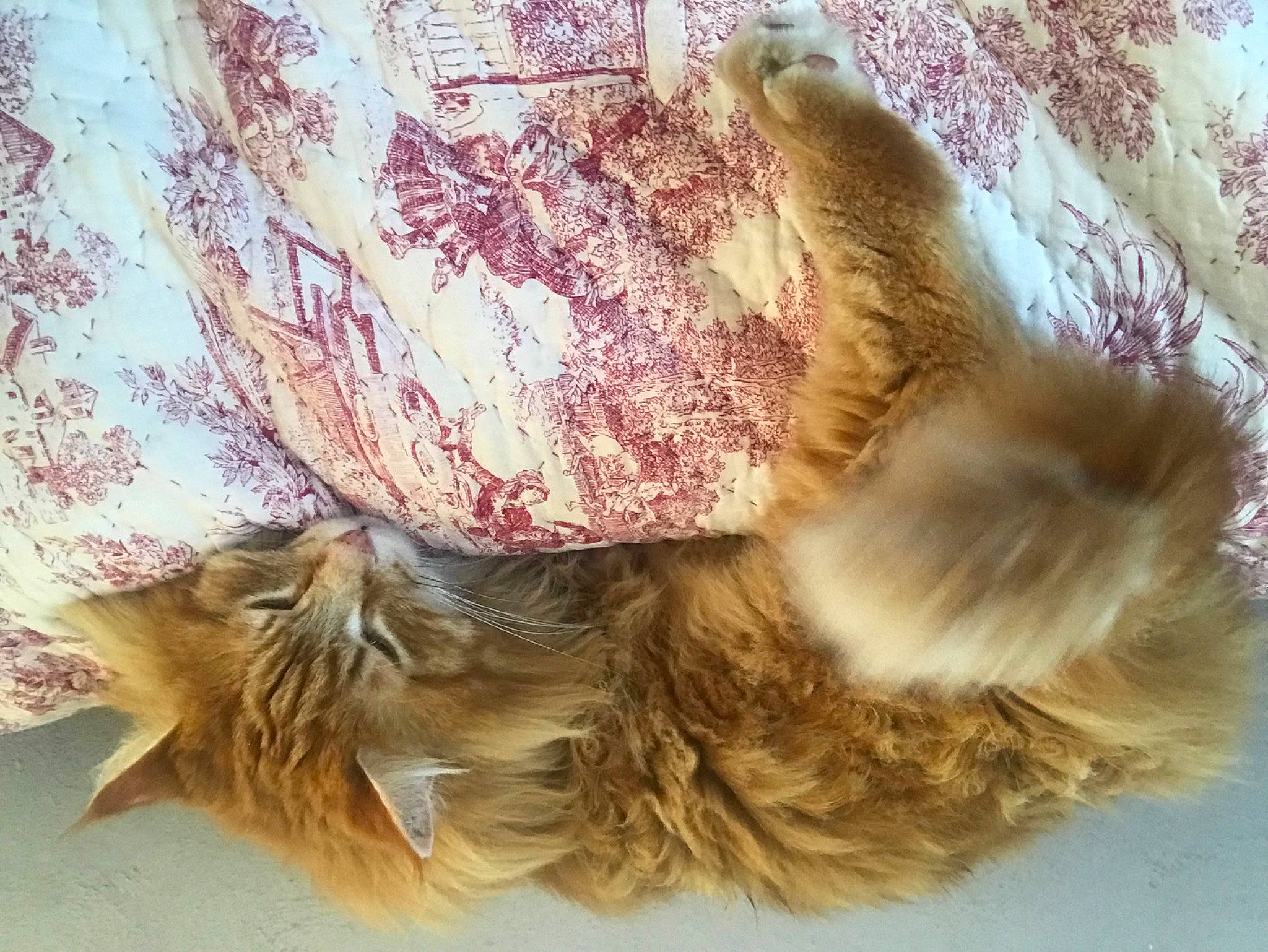 Lucifer a rejoint le concours — aidez-le/la à gagner de superbes lots ! bird, claw, companion_dog, fashion_accessory, fashion_design, fawn, feather, felidae, fur, liver, perching_bird, plant, small_to_medium_sized_cats, tail, wood