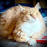 Frank joined the competition — help win amazing prizes! animal, bag, cat, closeup, cozy, cute, fabric, feline, fluffy, household, indoor, light, orange_cat, paw, pet, portrait, relaxed, resting, whiskers, white_fur