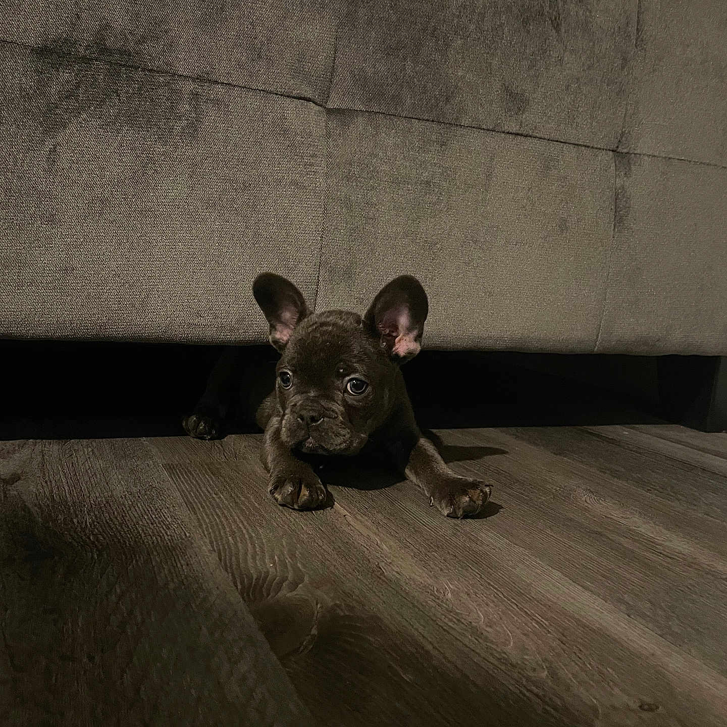 Blu joined the competition — help win amazing prizes! animal, bulldog, canine, dog, frenchbulldog, hardwood, pet, pitbull, puppy, wood