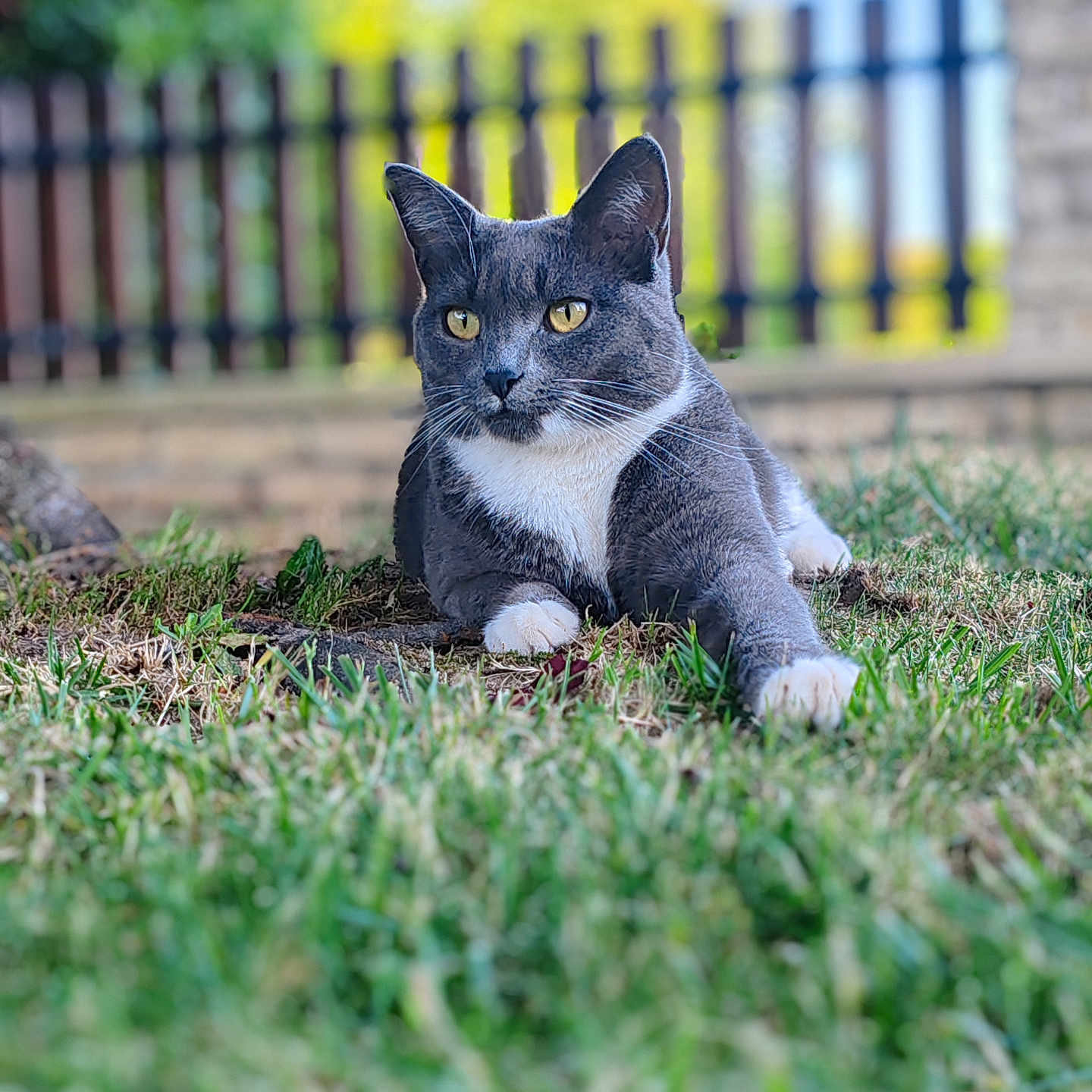 Tina a rejoint le concours — aidez-le/la à gagner de superbes lots ! abyssinian, alloywheel, animal, backyard, blackcat, car, carwheel, cat, fence, field, grass, grassland, kitten, lawn, manx, nature, outdoors, pet, plant, yard