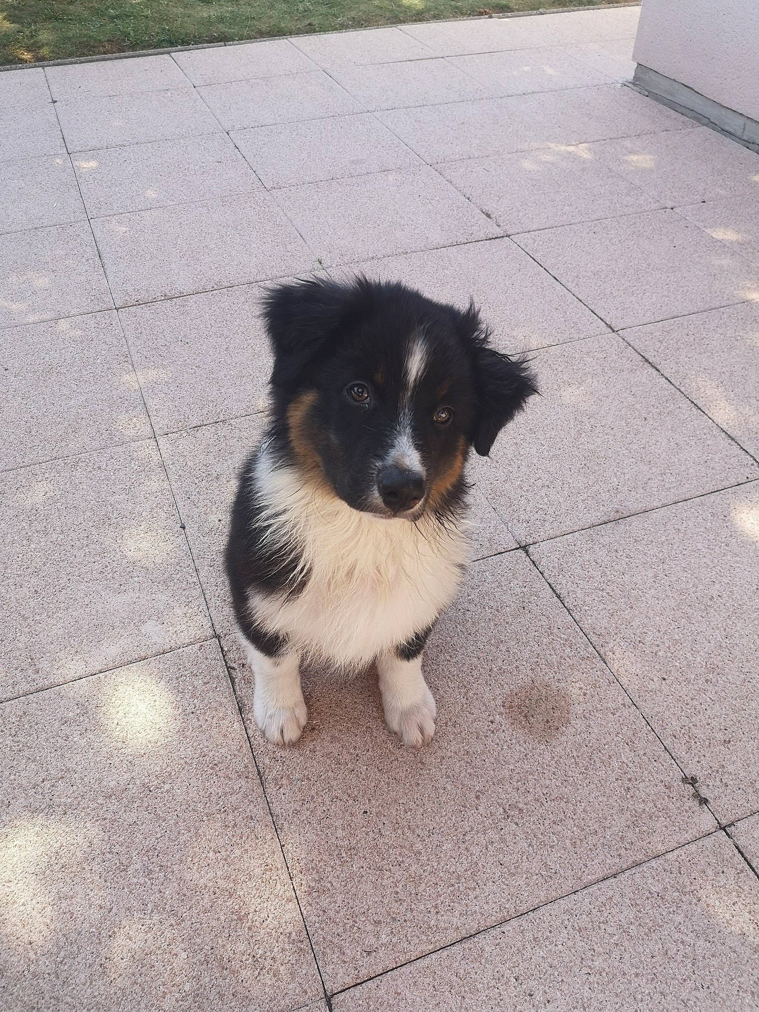 Romy a rejoint le concours — aidez-le/la à gagner de superbes lots ! australian_collie, australian_shepherd, border_collie, canidae, carnivore, companion_dog, dog, dog_breed, herding_dog, mammal, miniature_australian_shepherd, puppy, rare_breed_dog, small_greek_domestic_dog, sporting_group, stabyhoun, street_dog, vertebrate, working_dog