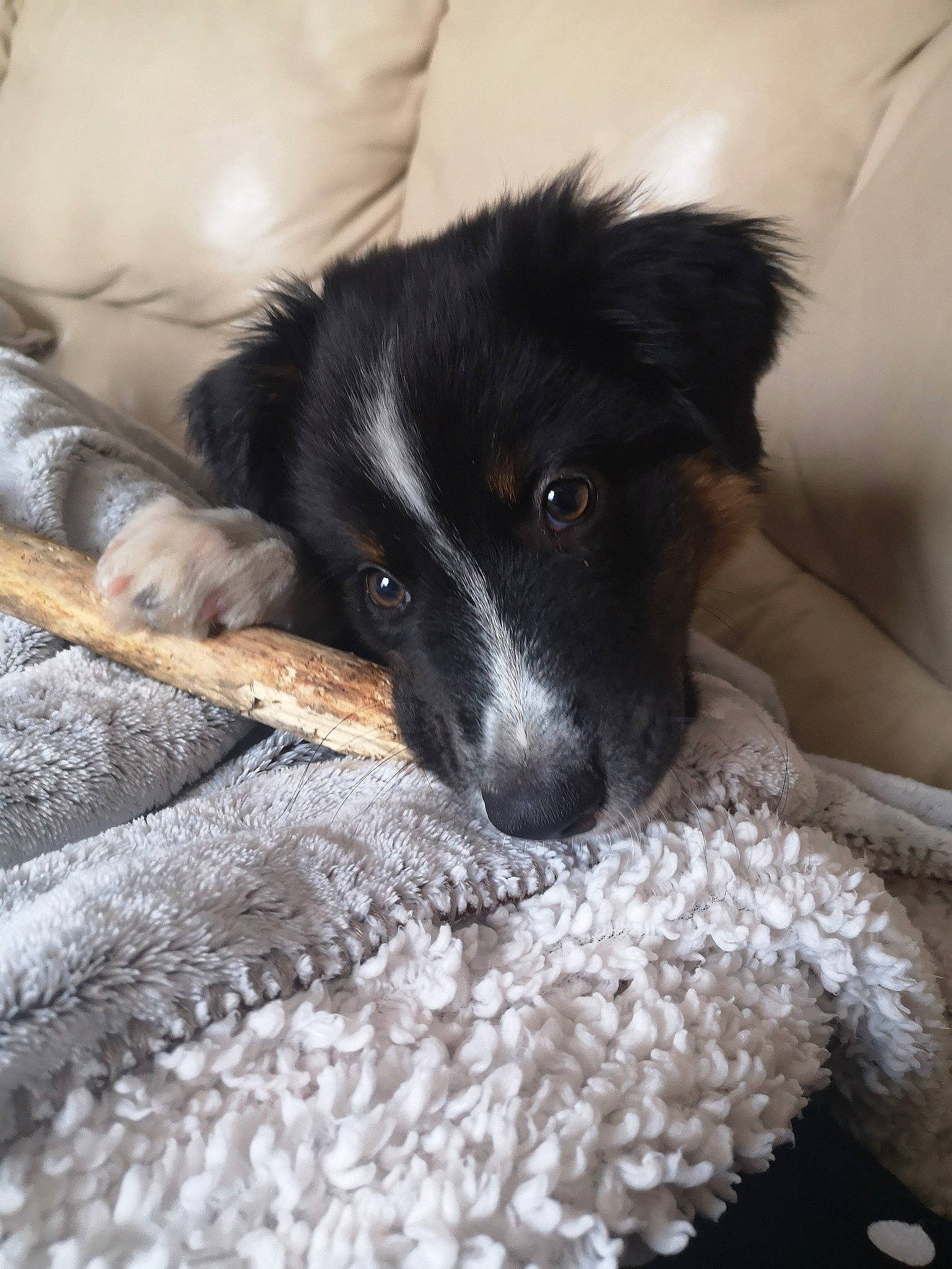 Romy a rejoint le concours — aidez-le/la à gagner de superbes lots ! australian_collie, australian_shepherd, border_collie, canidae, carnivore, companion_dog, dog, dog_breed, english_shepherd, herding_dog, mammal, miniature_australian_shepherd, nose, puppy, rare_breed_dog, snout, sporting_group, stabyhoun, vertebrate