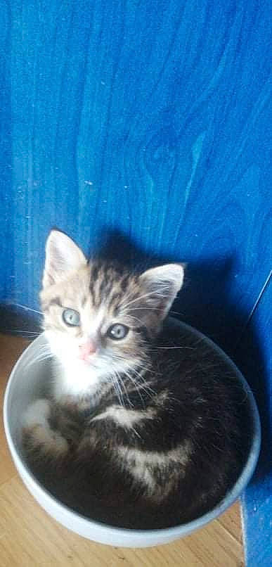 Chocapic a rejoint le concours — aidez-le/la à gagner de superbes lots ! blue, carnivore, cat, domestic_short_haired_cat, door, electric_blue, felidae, fur, paw, photo_caption, small_to_medium_sized_cats, snout, whiskers, window