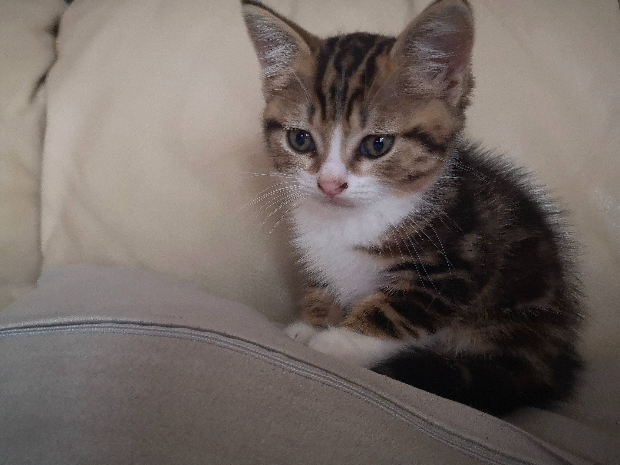 Chocapic a rejoint le concours — aidez-le/la à gagner de superbes lots ! carnivore, cat, claw, comfort, domestic_short_haired_cat, fawn, felidae, fur, paw, sitting, small_to_medium_sized_cats, tail, terrestrial_animal, whiskers, wildlife