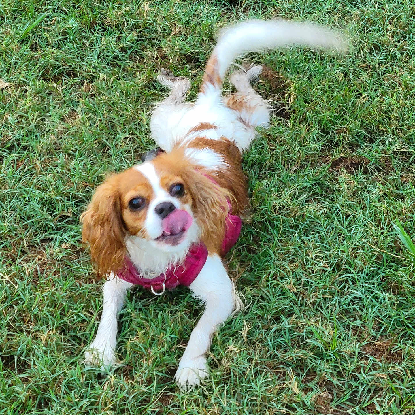 Stella is registered to the contest to win money with this photo: animal, canine, cute, daylight, dog, ears, eyes, fur, grass, happy, lying_down, muzzle, nature, outdoor, pet, pink_jacket, playful, small_dog, tail, tongue_out
