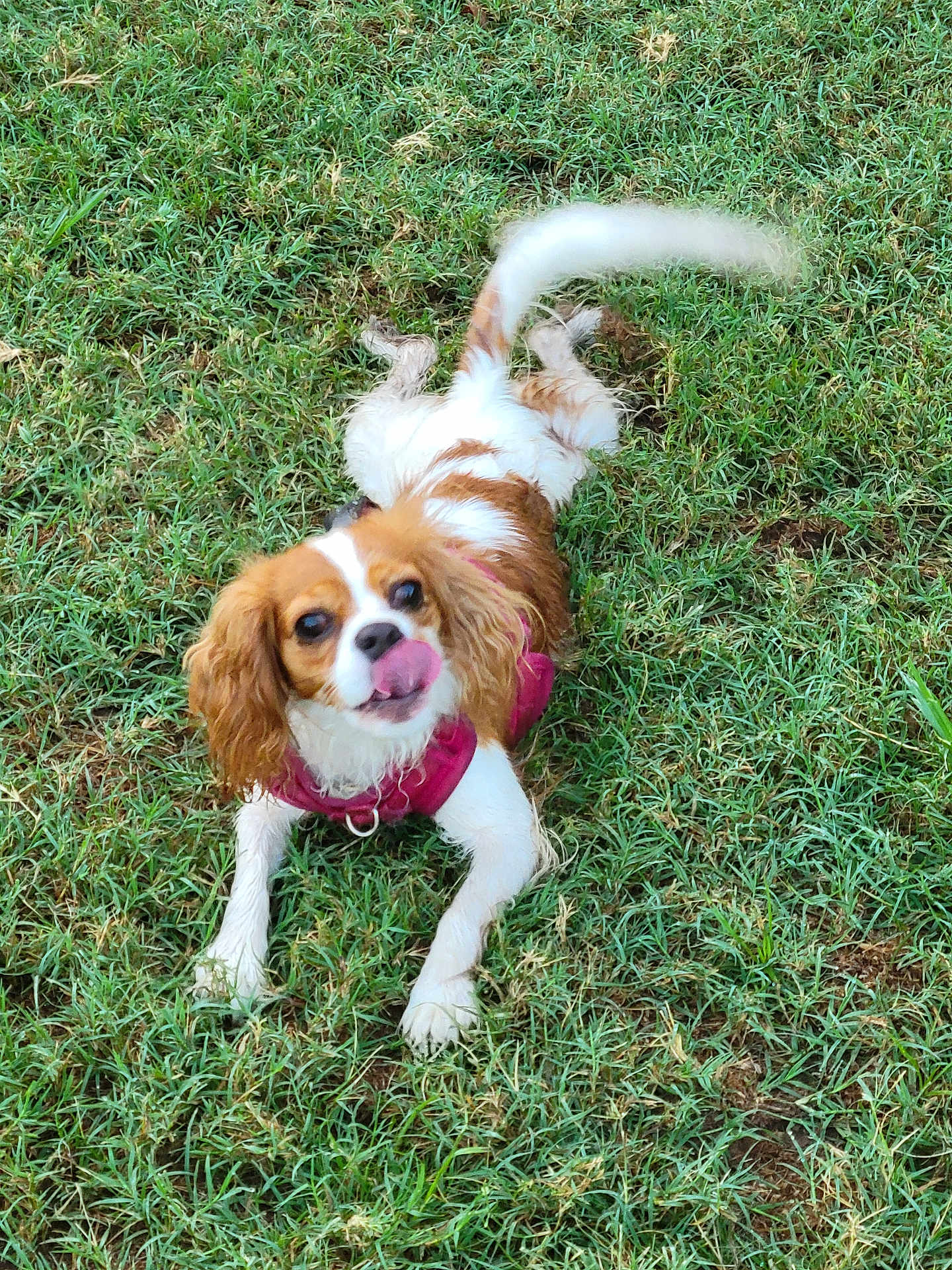 Stella is registered to the contest to win money with this photo: dog, grass, outdoor, pet, animal, canine, playful, tongue_out, fur, cute, small_dog, pink_jacket, happy, lying_down, nature, ears, tail, muzzle, eyes, daylight