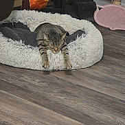 Lenny Bruce joined the competition — help win amazing prizes! cat, tabby, pet_bed, sleeping, indoor, wooden_floor, furniture, cozy, relaxed, stretching, domestic_animal, fur, whiskers, claws, resting, animal, cute, home, comfort, napping
