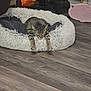 cat, tabby, pet_bed, sleeping, indoor, wooden_floor, furniture, cozy, relaxed, stretching, domestic_animal, fur, whiskers, claws, resting, animal, cute, home, comfort, napping