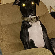 Rockie joined the competition — help win amazing prizes! animal, armchair, black_dog, canine, collar, companion, dog, domestic, flash, furniture, glowing_eyes, home, indoor, pet, portrait, relaxing, room, sitting, wall, white_chest