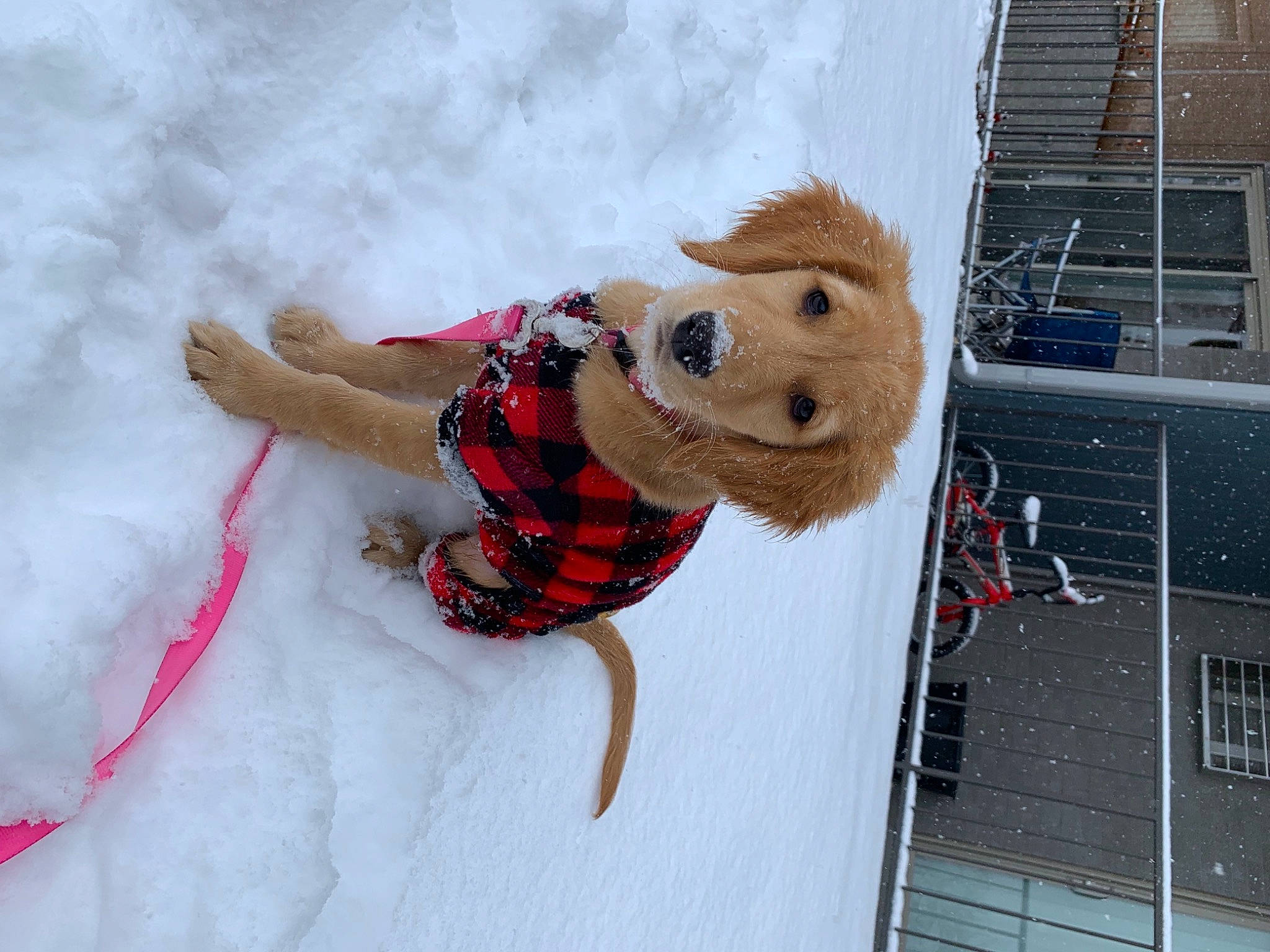 Nacho joined the competition — help win amazing prizes! canidae, carnivore, collar, companion_dog, dog, dog_breed, dog_clothes, dog_collar, dog_supply, freezing, fur, leash, pet_supply, playing_in_the_snow, snout, snow, sporting_group, stuffed_toy, toy, winter