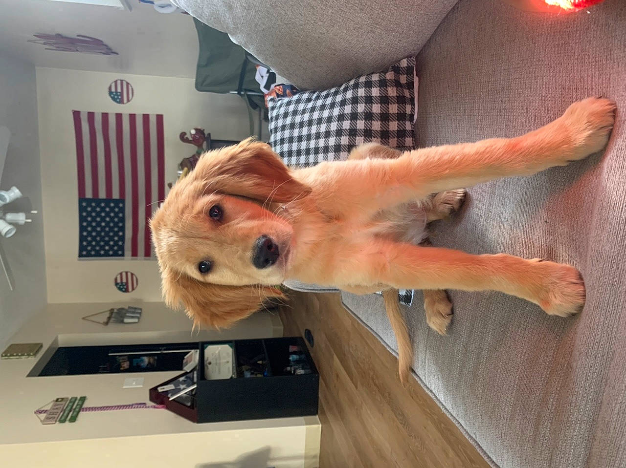 Nacho joined the competition — help win amazing prizes! canidae, carnivore, companion_dog, dog, dog_breed, dog_clothes, dog_supply, floor, foot, fur, laminate_flooring, non_sporting_group, snout, sporting_group, stuffed_toy, toy_dog, wood_flooring